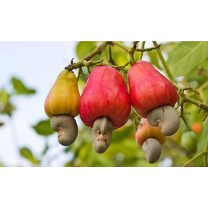 W450เมล็ดมะม่วงหิมพานต์แบบออร์แกนิก0084915196568จาก hanfimex 2024 BRC โรงงานสูญญากาศการแปรรูปคุณภาพสูงบรรจุในระดับต่ำ - Product Image 5