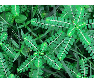 Suplemento Herbal Líquido de Chanca Piedra Orgánica de 60 ml, Marca Personalizada al por Mayor, para Adultos, 24 Meses de Duración - Product Image 2