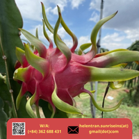 Nieuwe oogst 2024 Verse Dragon Fruit Wit Roze Vlees Graad A Sunrise Merk 9kg Netto met Competitieve Prijs