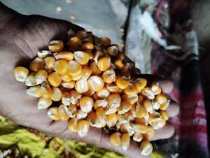 Ngô ngô nguyên hạt vàng trắng chất lượng cao cấp độ ẩm 13 phần trăm lưu trữ số lượng lớn Thời hạn sử dụng dài Mười hai tháng cung cấp - Product Image 2