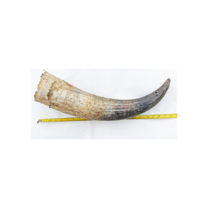 Cuerno de vaca de alta calidad en stock para distribución al por mayor y envío rápido - Product Image 6
