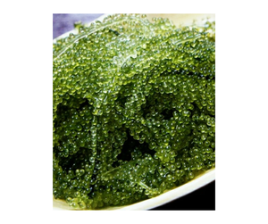 Los principales proveedores de uva marina de Vietnam: UVA Marina deshidratada a granel, la mejor uva marina fresca con ofertas exclusivas, lista para exportar - Product Image 2