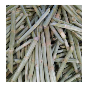 Canne à sucre congelée pelée pour les entreprises de boissons et les usines alimentaires Bâtonnets de canne à sucre congelés du Vietnam - Product Image 5