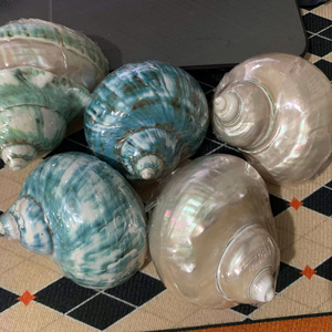 Venta al por mayor grandes conchas blancas naturales de vieira, conchas de caracol de mar pulidas para decoración listas para exportar desde Vietnam - Product Image 1