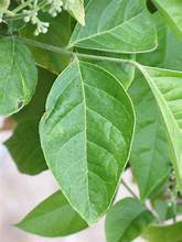 INGREDIENTE HERBAL LIMPIO DE HOJAS DE CLAUSENA INDICA SECAS NATURALES PARA EL TÉ SALUDABLE DEFENSA INMUNE Y BIENESTAR DIARIO - Product Image 5