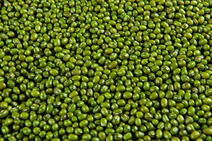 Moong dal vert de qualité export, avec un taux d'humidité maximal de douze pour cent et un taux de particules étrangères minimal de zéro point cinq pour cent, nettoyé. - Product Image 4