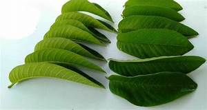 HOJAS DE GUAYABA SECAS VEGANAS PARA UN ESTILO DE VIDA SALUDABLE HIERBAS DE TÉ DE DETOX NATURAL - Product Image 5