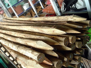 Estacas de Madera con un Extremo Puntiagudo en Oferta, Estacas de Madera para Jardín a Precio Económico para Soporte de Plantas, Estacado de Árboles y Paisajismo - Product Image 5