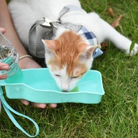 Bouteille d'eau portable pour chien, distributeur d'eau pliable pour animaux de compagnie, abreuvoir de voyage pour chiens et chats, bouteille d'eau pour animaux de compagnie en gros, bleu