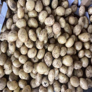 Pommes de terre fraîches, prix de gros, jaune clair, nouvelle récolte, légumes, Jining, Shandong, Chine, 10 tonnes MOQ, norme UE - Product Image 5
