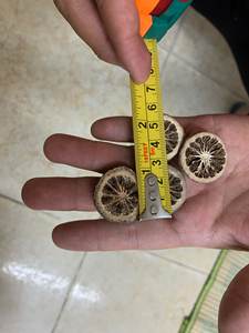 Naranja joven seca de calidad premium a precio asequible, Exportación a granel - Product Image 3