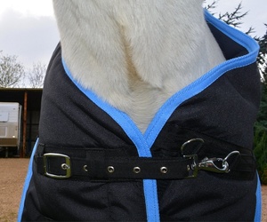 Kanpur Riding House Winter Miniature Horse Turnout Manta Impermeable Poliéster Forro Cross Surcingle Cierre de doble pecho - Product Image 3