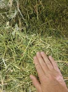 Heno de Alfalfa Premium en Pacas, Grado A, 16-22 Por Ciento de Proteína, para Vacas Lecheras, Caballos y Alimentación de Ganado, Suministro al Por Mayor a Nivel Global - Product Image 4