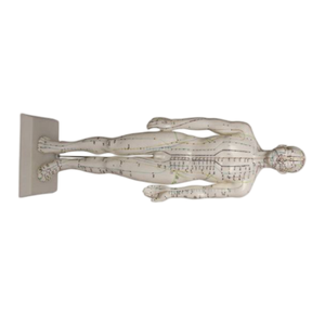 Modelo de Acupuntura Masculino de PVC de 50 cm para Enseñanza de Ciencias Médicas - Product Image 4