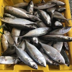 Pescado Congelado: Caballa, Atún, Salmón - Precio y Proveedor - Product Image 4