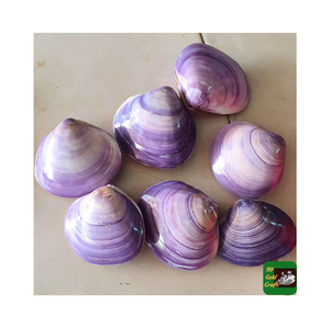 Vente chaude 9-10cm coquille d'oursin coquille de conque vert tacheté oursin spécimen marin mariage décoration de la maison - Product Image 4