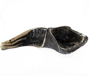 Corne de bélier 10.5 ''Shofar juif casher semi-poli fabriquée en Inde Artisanat naturel - Product Image 2