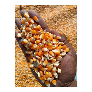 Maíz Amarillo Natural Orgánico de Primera Calidad |   Granos de Maíz Secos de Alemania - Product Image 6
