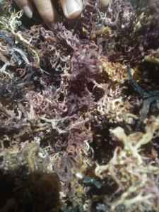 Mousse de mer séchée Eucheuma cottonii séchée Wildcrafted raw superfood Irish Moss Algues naturelles GCAP VN Manufacturer - Product Image 3