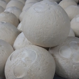 TOP SIAMESE WHITE <b>COCONUT</b> - 2023 - Product Image 2