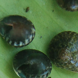 Joyería de Conchas Marinas de Indonesia, Pintadas con Motivos Animales, Forma Natural, Tamaño Pequeño 1-2cm, Conchas Pulimentadas - Product Image 4