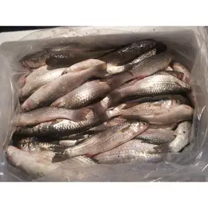 frozen grey mullet fillet, frozen grey mullet fillet Suppliers and