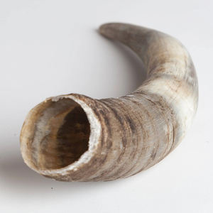 Cabeza de vaca hecha a mano de alta calidad con cuerno de lujo Animal único Decoración para el hogar Técnica pulida Precio al por mayor - Product Image 4