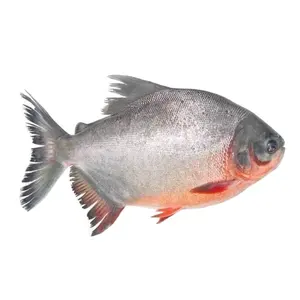 Pesce Pacu rosso rotondo intero all'ingrosso di Pomfret rosso economico di alta qualità più venduto dal processore