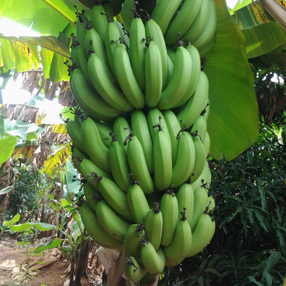 Страны по экспорту бананов. Сорт бананов Кавендиш. Банан красный Кавендиш. Вьетнамские бананы.