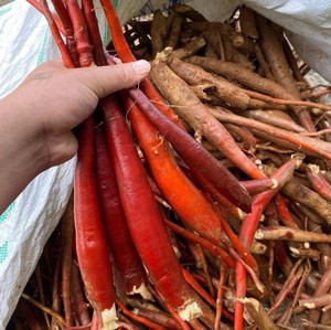 Raíz de Curculigo Roja Seca de Vietnam al por Mayor / Areca catechu / Suministro a Granel de Materia Prima Herbal - Product Image 1