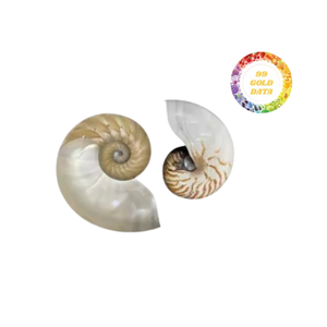 Conchas marinas naturales Nautilus de alto grado pulidas y abulón natural para interiores abulón natural pulido de gran tamaño para el hogar - Product Image 2