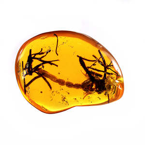 Scorpion Ambre Irrégulier Tumble 53x36mm 90.95 Cts Percé Gemme Lâche pour la Fabrication de Pendentif - Product Image 5