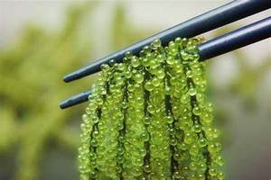 Alga marina de uva de mar de primera calidad para exportación, alga marina de uva de mar fresca rica en nutrientes, la mejor opción para ensaladas y platos gourmet - Product Image 5