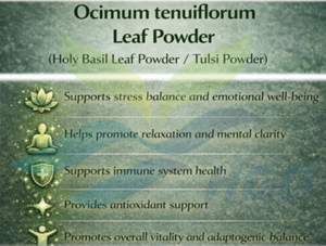 HGO Fournisseur direct d'usine de poudre de feuilles de basilic sacré Ocimum tenuiflorum, poudre de Tulsi, qualité alimentaire 5:1 10:1 20:1, poudre moulue - Product Image 2