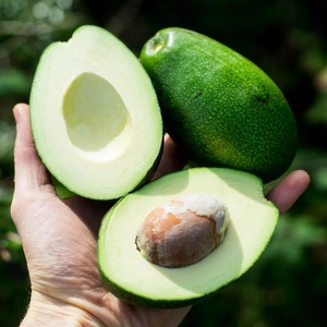 Aguacate Hass Fresco de Origen Perú o Colombia Todos los Tamaños - Product Image 1