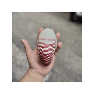 COQUILLAGES DE MER NAUTILUS DE HAUTE QUALITÉ MEILLEUR VENDEUR AVEC/SANS COQUILLE DE MER ORMEAU NATUREL POLI POUR LA DÉCORATION DE LA MAISON NOUVEAU YEA 2025 - Product Image 4