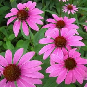 Hữu cơ <span class=keywords><strong>Echinacea</strong></span> Purpurea hoa chiết xuất bột chicoric axit <span class=keywords><strong>4</strong></span>% độ tinh khiết cao Hoang Dã-trồng thảo dược polyphenol cho số lượng lớn - Product Image 2