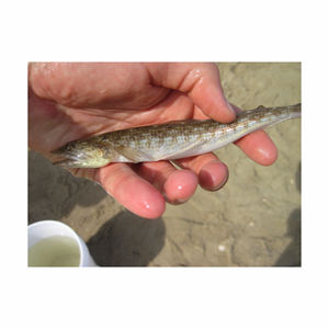 Pescado Lagarto a Granel Disponible a Precios Competitivos Ideal para Supermercados y Servicios de Catering - Product Image 2