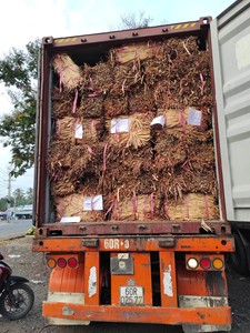 Sun dried Vietnam water hyacinth durable strands perfect for manufacturing <b>woven</b> products for home and commercial projects - Product Image 6