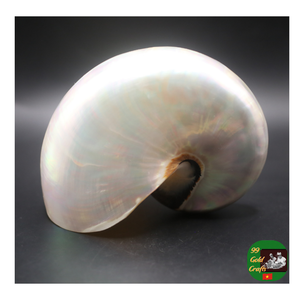 Fournisseur de coquillages Nautilus à chambre de perles, coquillages en spirale décoratifs polis pour la décoration de luxe et la vente en gros de bijoux - Product Image 2