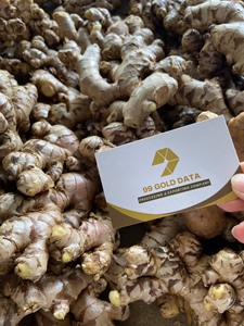 ขิงสดคุณภาพดีในภาชนะบรรจุ40 Reefer - Product Image 5