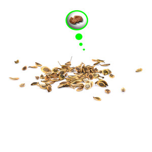 ผักชีฝรั่ง | การจัดหาโดยตรงจากผู้ผลิตทางการเกษตร - Product Image 1