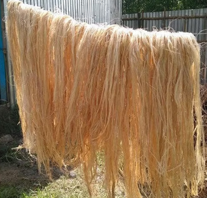 ใยกล้วยธรรมชาติจากเวียดนาม | เส้นใยที่เป็นมิตรกับสิ่งแวดล้อมสำหรับสิ่งทองานฝีมือกระดาษและการเกษตร - Product Image 6