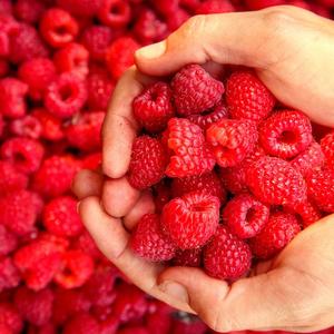 Framboises rouges fraîches de haute qualité, prix de gros - Product Image 2
