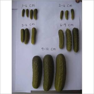 Concombres marinés Vietnam en saumure | Cornichons de concombre croustillants, tous naturels, sans conservateurs | Emballage en vrac tambour - Product Image 1