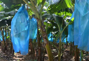 Sacs de protection des cultures en plastique Banana Shield Sacs de protection horticole Protection horticole - Product Image 2
