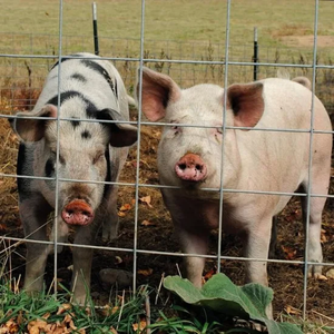 16 m. X 50 trong. Mạ kẽm hàn lưới thép xử lý nhiệt thân thiện với môi gia súc hàng rào tấm - Product Image 4