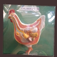 Modelo Anatómico de Pollo en Fibra, Tabla de Disección de Anatomía Animal, Tamaño Personalizado, MAYALAB, Escuela de Educación Médica Veterinaria