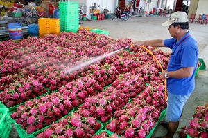 ผลไม้มังกรสดส่งออกจากเวียดนามราคาไม่แพงและคุณภาพสูง-สั่งซื้อจำนวนมากสำหรับผู้ซื้อจากต่างประเทศ - Product Image 6