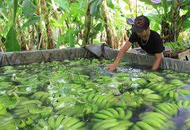 Cavendish Banana Verde Fruta Tropical Estilo Fresco Listo Para Exportar 100% Natural Orgánico de Vietnam - Product Image 5